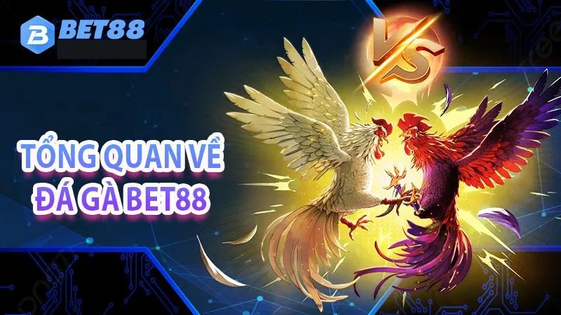 tổng quan về đá gà bet88