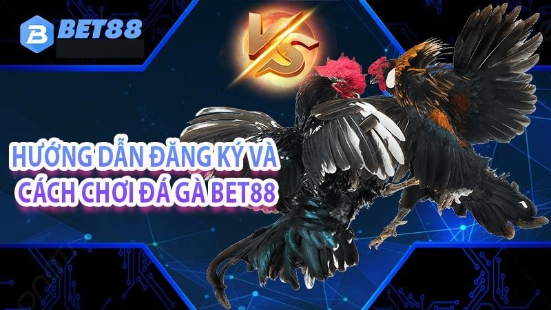 hướng dẫn đăng ký và cách chơi đá gà bet88